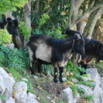 "Hilfe!" - "Schülerherde aus Berlin!" "Hilfe!" - "Schülerherde aus Berlin!"