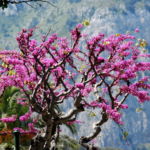 Blütenpracht in Capris Gärten