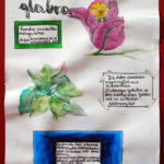 Bougainvillea glabra